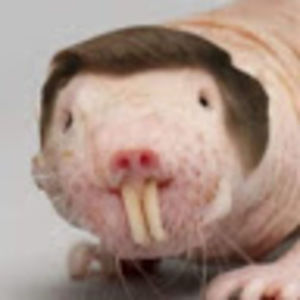 Meet your Posher, Gerardo